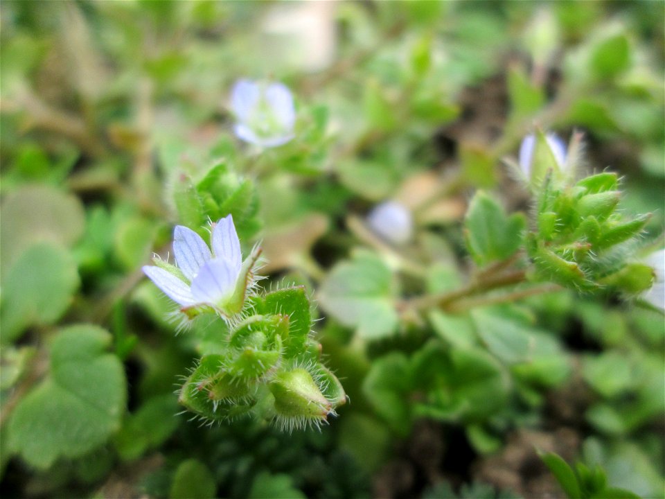 Efeu-Ehrenpreis (Veronica hederifolia) im Gartenschaupark Hockenheim