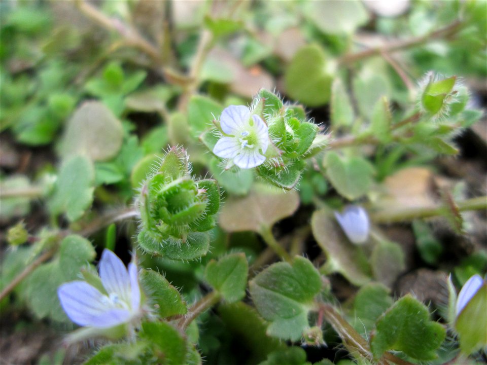 Efeu-Ehrenpreis (Veronica hederifolia) im Gartenschaupark Hockenheim