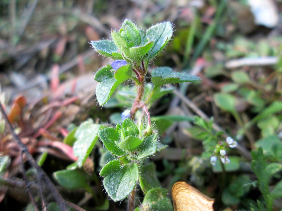 Efeu-Ehrenpreis (Veronica hederifolia) an der Böschung der A61 bei Hockenheim