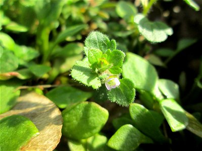 Efeu-Ehrenpreis (Veronica hederifolia) an der Böschung der A61 bei Hockenheim