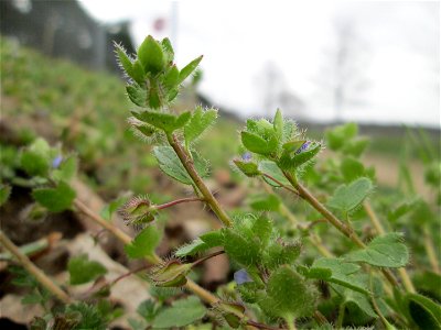 Efeu-Ehrenpreis (Veronica hederifolia) am Rand einer Parkplatzwiese in Hockenheim