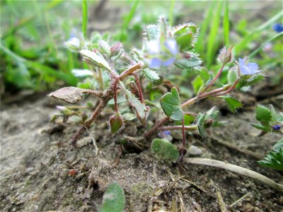 Efeu-Ehrenpreis (Veronica hederifolia) bei Hockenheim