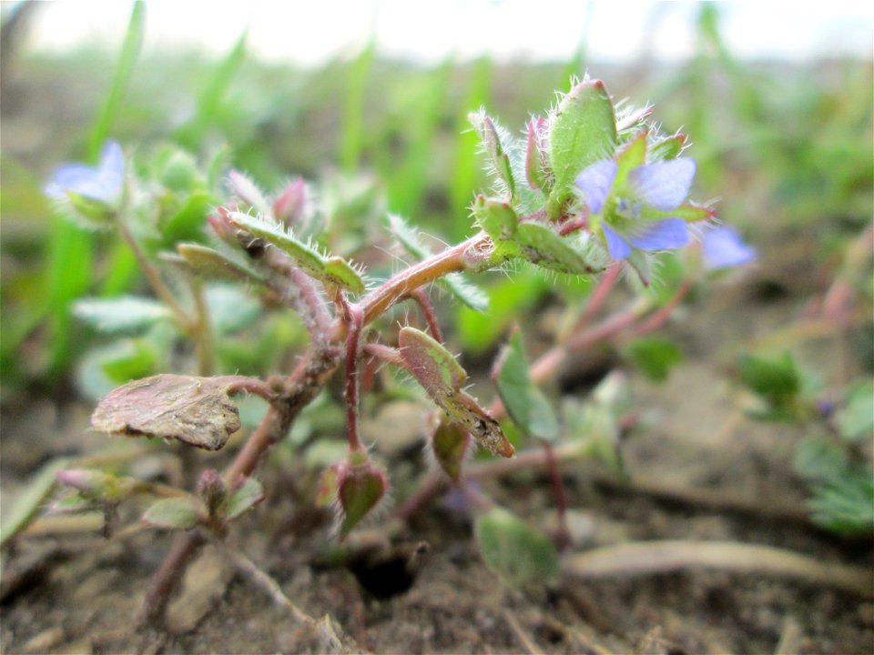 Efeu-Ehrenpreis (Veronica hederifolia) bei Hockenheim