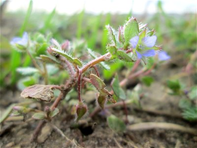 Efeu-Ehrenpreis (Veronica hederifolia) bei Hockenheim