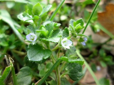 Efeu-Ehrenpreis (Veronica hederifolia) am Golfplatz im Naturschutzgebiet „Oftersheimer Dünen“