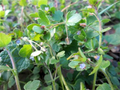 Efeu-Ehrenpreis (Veronica hederifolia) in der Schwetzinger Hardt