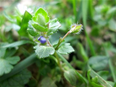 Efeu-Ehrenpreis (Veronica hederifolia) am Golfplatz im Naturschutzgebiet „Oftersheimer Dünen“