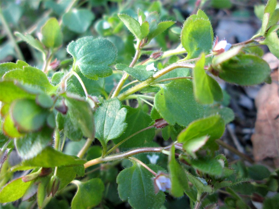 Efeu-Ehrenpreis (Veronica hederifolia) in der Schwetzinger Hardt