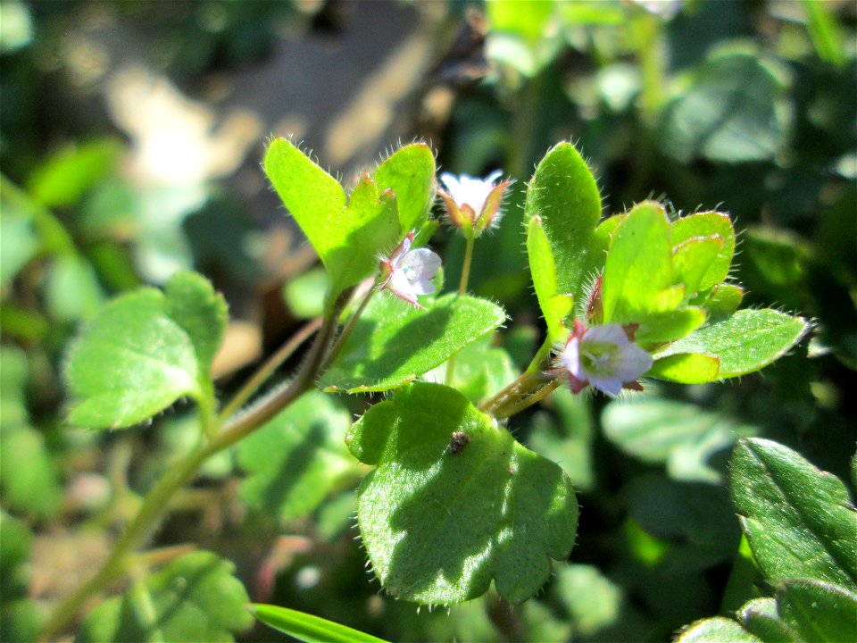 Hain-Ehrenpreis (Veronica sublobata) an der Saar in Sankt Arnual