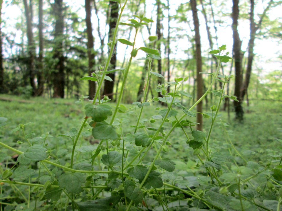 Hain-Ehrenpreis (Veronica sublobata) im Landschaftsschutzgebiet „Winterberg“ in Sankt Arnual