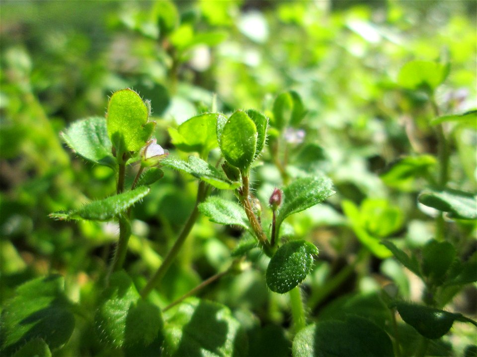Hain-Ehrenpreis (Veronica sublobata) an der Saar in Sankt Arnual