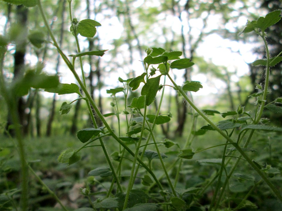 Hain-Ehrenpreis (Veronica sublobata) im Landschaftsschutzgebiet „Winterberg“ in Sankt Arnual