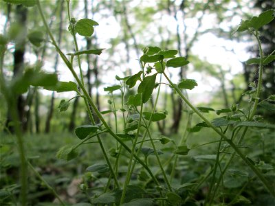 Hain-Ehrenpreis (Veronica sublobata) im Landschaftsschutzgebiet „Winterberg“ in Sankt Arnual