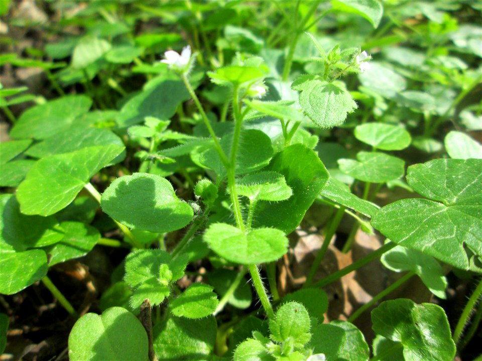 Hain-Ehrenpreis (Veronica sublobata) am Reppersberges in Alt-Saarbrücken