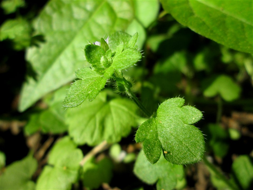 Efeu-Ehrenpreis (Veronica hederifolia) im Güdinger Allmet