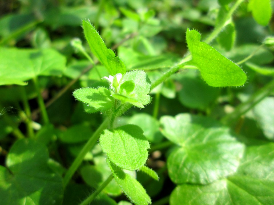Hain-Ehrenpreis (Veronica sublobata) am Reppersberges in Alt-Saarbrücken