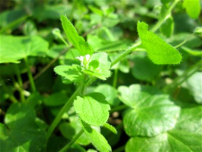 Hain-Ehrenpreis (Veronica sublobata) am Reppersberges in Alt-Saarbrücken