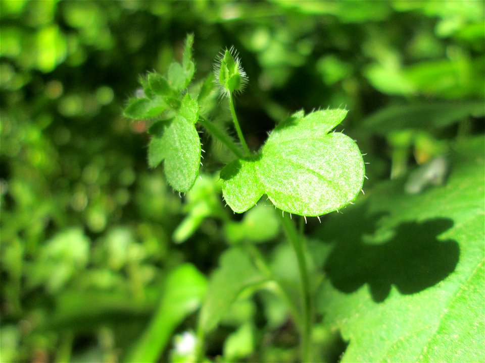 Efeu-Ehrenpreis (Veronica hederifolia) im Güdinger Allmet