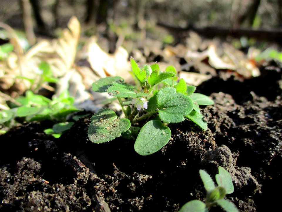 Hain-Ehrenpreis (Veronica sublobata) im Naturschutzgebiet „St. Arnualer Wiesen“