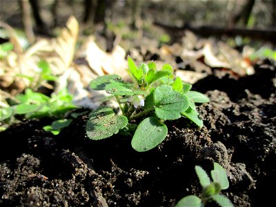 Hain-Ehrenpreis (Veronica sublobata) im Naturschutzgebiet „St. Arnualer Wiesen“