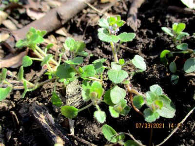 Hain-Ehrenpreis (Veronica sublobata) im Naturschutzgebiet „St. Arnualer Wiesen“