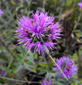 — California bee balm, Coyote-mint. At Descanso Gardens in La Cañada Flintridge, Southern California. Identified by sign. photo