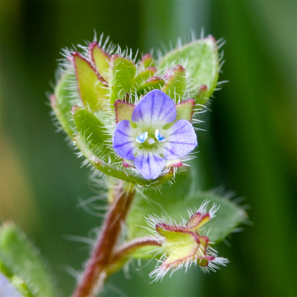 Ivy-leaved Speedwell (Veronica hederifolia) in Nashville, Tennessee