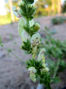 Aufrechter Ziest (Stachys recta) im Schwetzinger Hardt