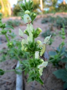 Aufrechter Ziest (Stachys recta) im Schwetzinger Hardt