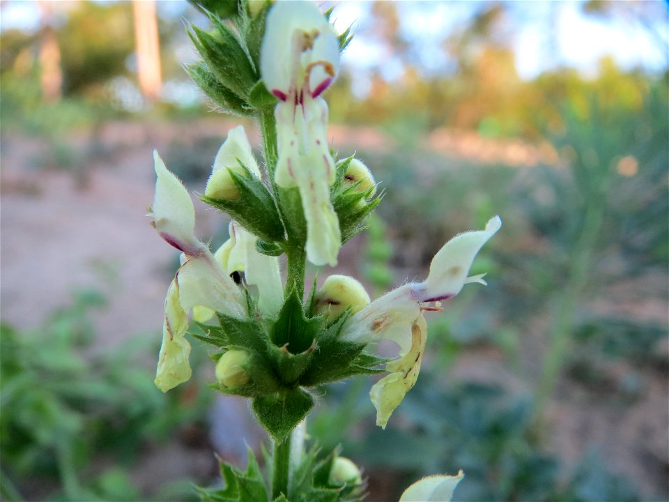 Aufrechter Ziest (Stachys recta) im Schwetzinger Hardt