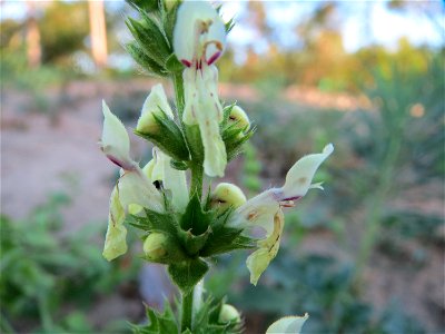 Aufrechter Ziest (Stachys recta) im Schwetzinger Hardt