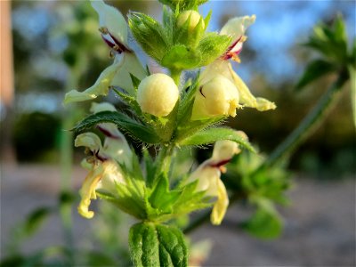 Aufrechter Ziest (Stachys recta) im Schwetzinger Hardt