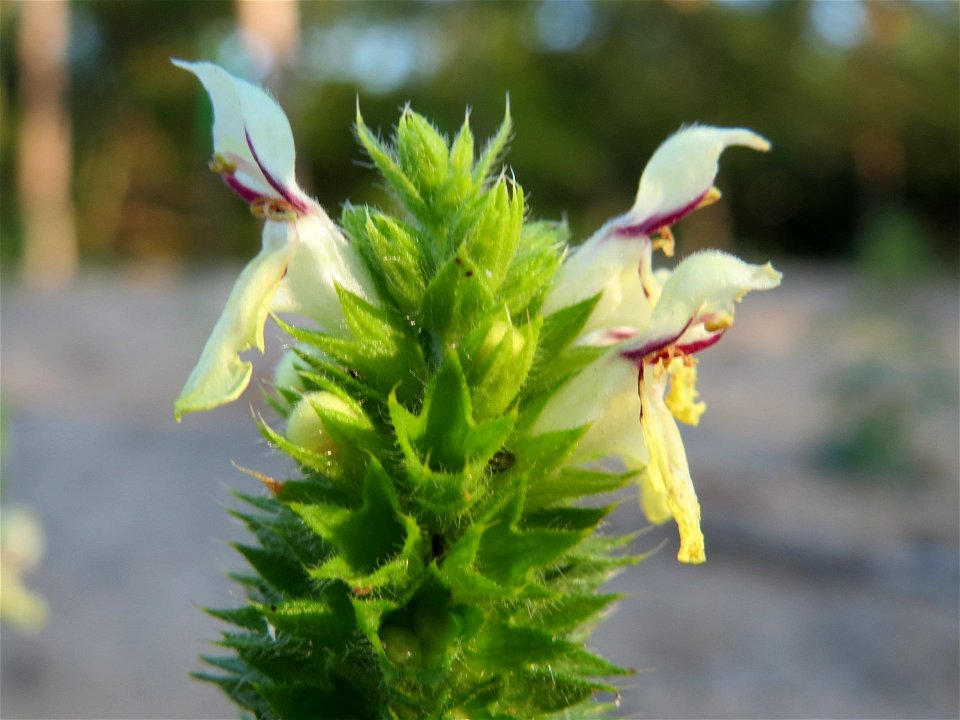 Aufrechter Ziest (Stachys recta) im Schwetzinger Hardt