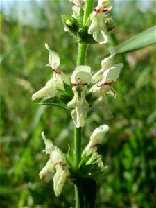 Aufrechter Ziest (Stachys recta) bei Nußloch