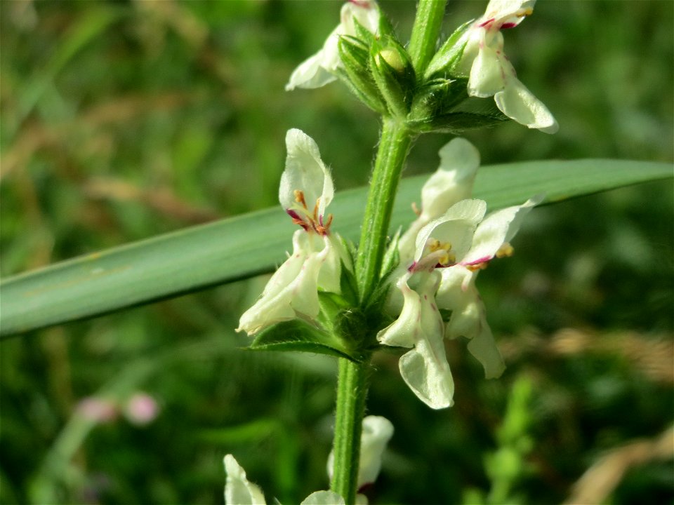 Aufrechter Ziest (Stachys recta) bei Nußloch