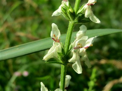Aufrechter Ziest (Stachys recta) bei Nußloch
