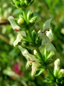 Aufrechter Ziest (Stachys recta) bei Nußloch