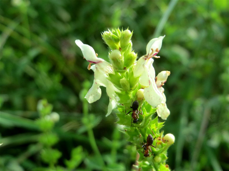 Aufrechter Ziest (Stachys recta) bei Nußloch