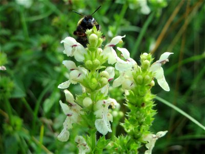 Aufrechter Ziest (Stachys recta) bei Nußloch