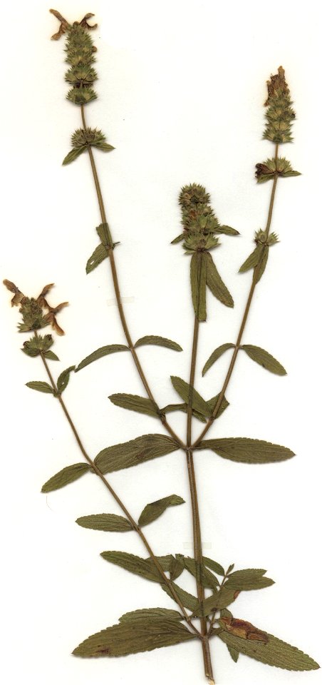 Stachys recta, eigener Herbarbeleg von 1987, Unterfranken