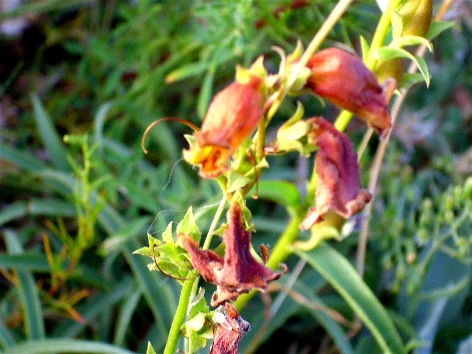 Digitalis obscura flowers close up, Sierra Nevada, Spain