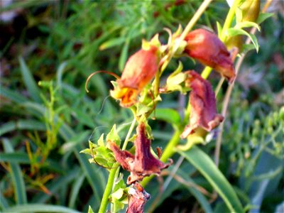 Digitalis obscura flowers close up, Sierra Nevada, Spain