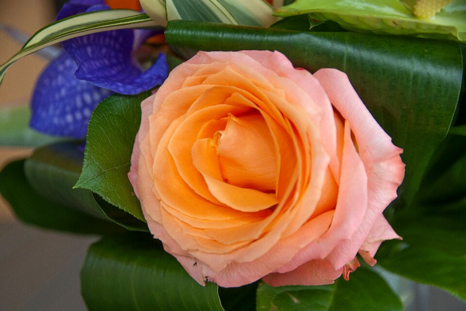 Rosebush petal leaf