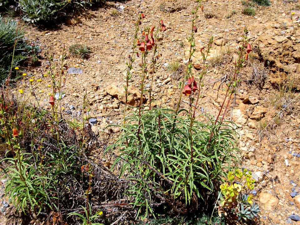 Digitalis obscura, habit, Sierra Nevada, Spain