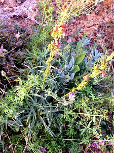 Digitalis obscura habit, Sierra Nevada, Spain