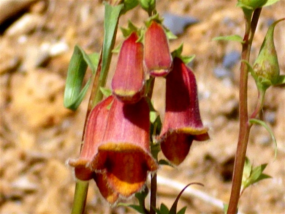 Digitalis obscura, close up, Sierra Nevada, Spain