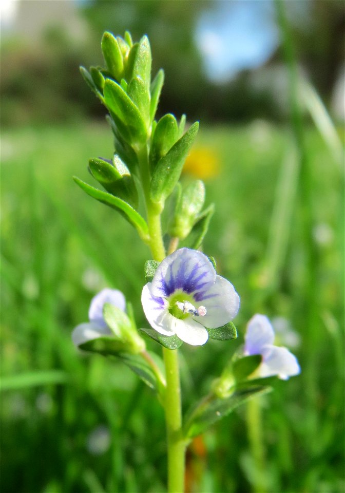 Quendel-Ehrenpreis (Veronica serpyllifolia) am Wasserturm in Hockenheim