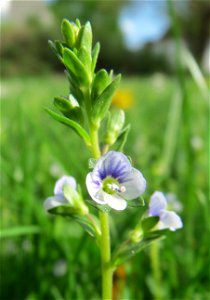 Quendel-Ehrenpreis (Veronica serpyllifolia) am Wasserturm in Hockenheim