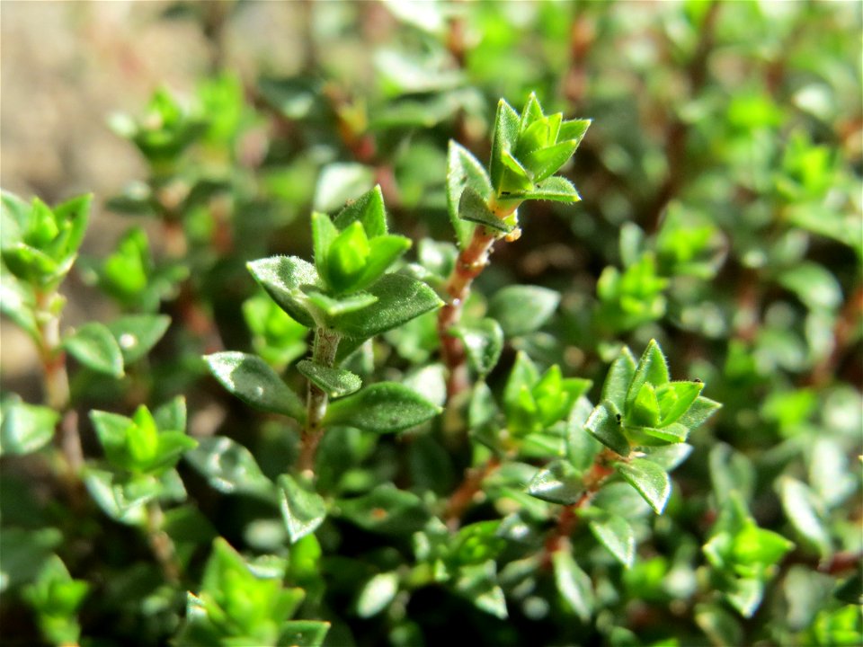 Quendel-Sandkraut (Arenaria serpyllifolia) in Hockenheim - noch ohne Blüte