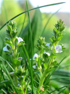 Quendel-Ehrenpreis (Veronica serpyllifolia) im Landschaftsschutzgebiet „Tabakmühlental - Oberster Weiher“ im Almet in Sankt Arnual